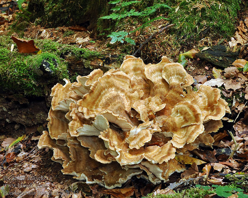 Представитель Семейства Bondarzewiaceae